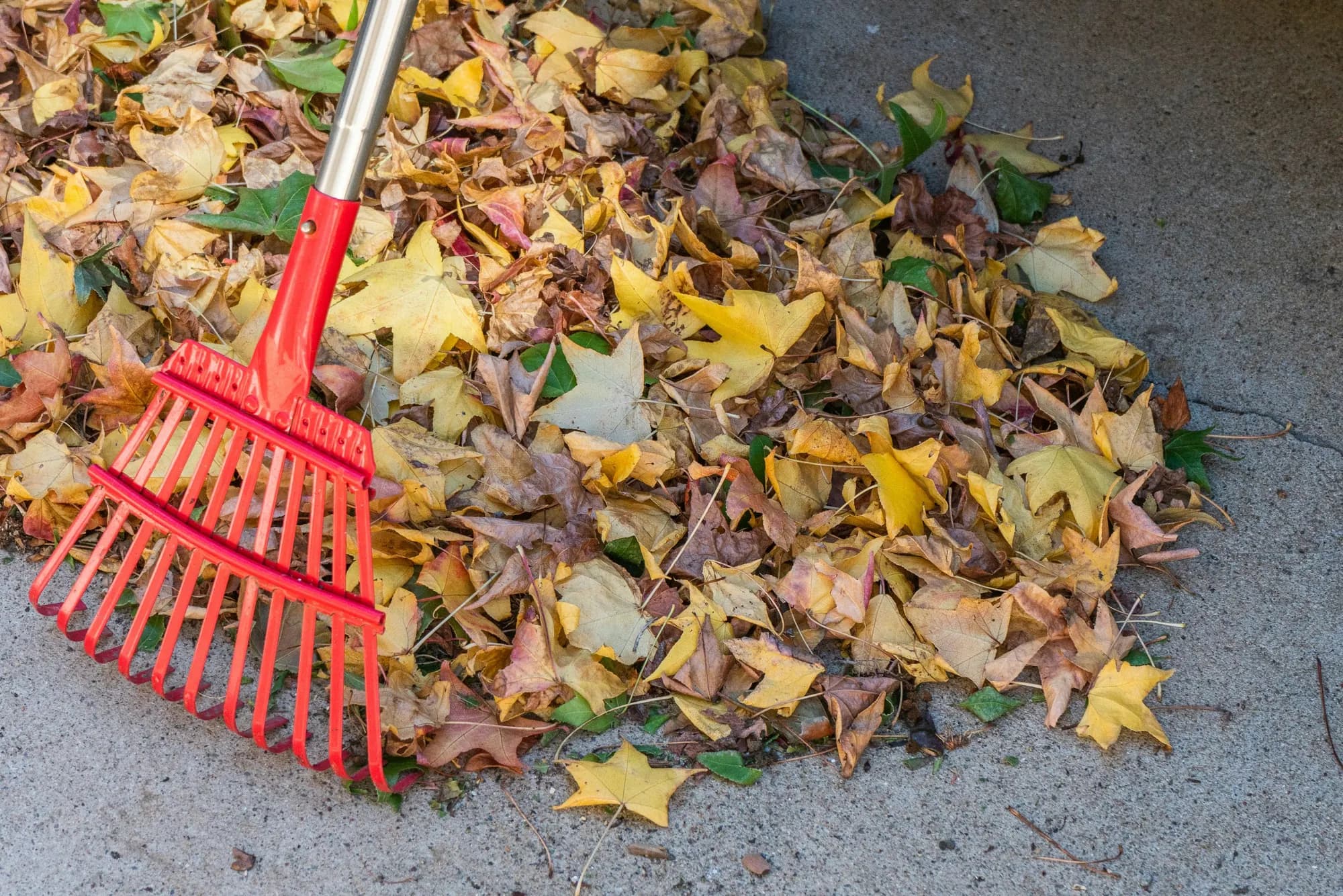 Red rake beside a pile of raked leaves on concrete